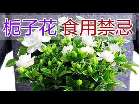 梔子花 功效|梔子